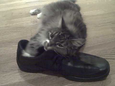 my cat rubs her body on my shoe