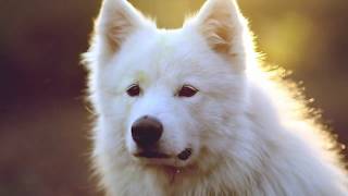 Mesmo de  Brincadeira -14 BIS -  (1981)