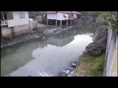 Born to Protect Wild