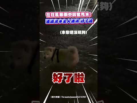【人柴兩濕】在狂風暴雨中興奮甩水！整臉泡水主人無奈：好了啦｜觸咪