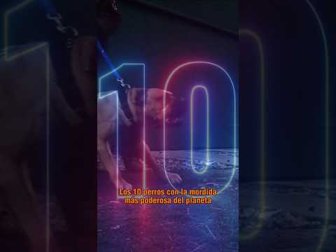 😱 The 10 dogs with the strongest bites on the planet #dogs