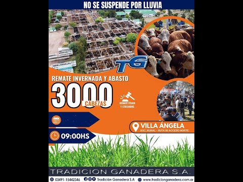 REMATE ABASTO e INVERNADA...TRADICION GANADERA SUCURSAL VILLA ANGELA
