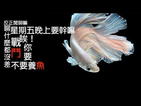 養鬥魚好處
