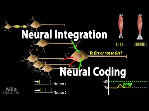 Overview of the Nervous System Animation