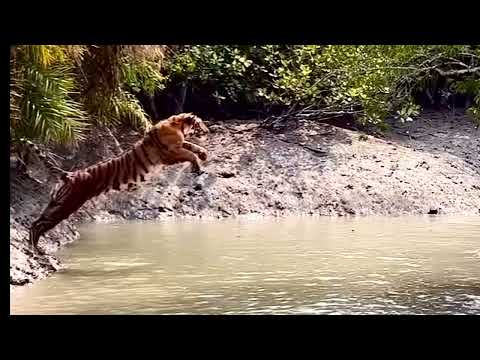 Tiger 🐅 Witness the Astonishing Power of a Tiger's Leap!