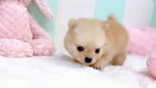 ハーフ犬の動画01