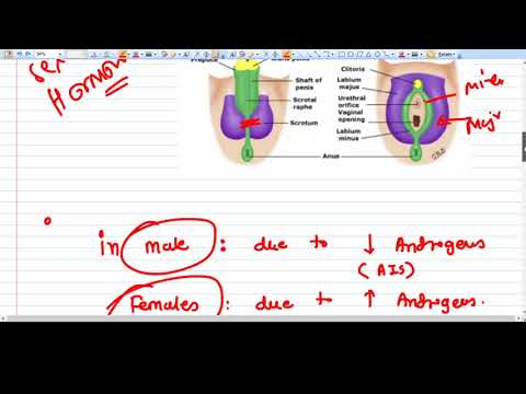 Ambiguous Genitalia - Concept