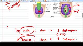 Ambiguous Genitalia - Concept
