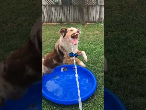 Dogs & Water 😂💦 #shorts #dog