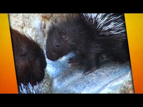 Stachelschwein-Babys im Tierpark Berlin