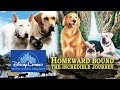 Homeward Bound And The Incredible Journey DisneyCember