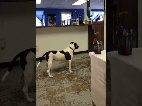 Dogs at Play: Throwback: Kingsley and Muzzy