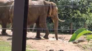 preview picture of video 'Elephants Exhibit - Kansas City Zoo 2014'