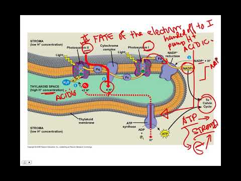 Light Reactions, BIO105 Introductory Biology, David Champlin, USM