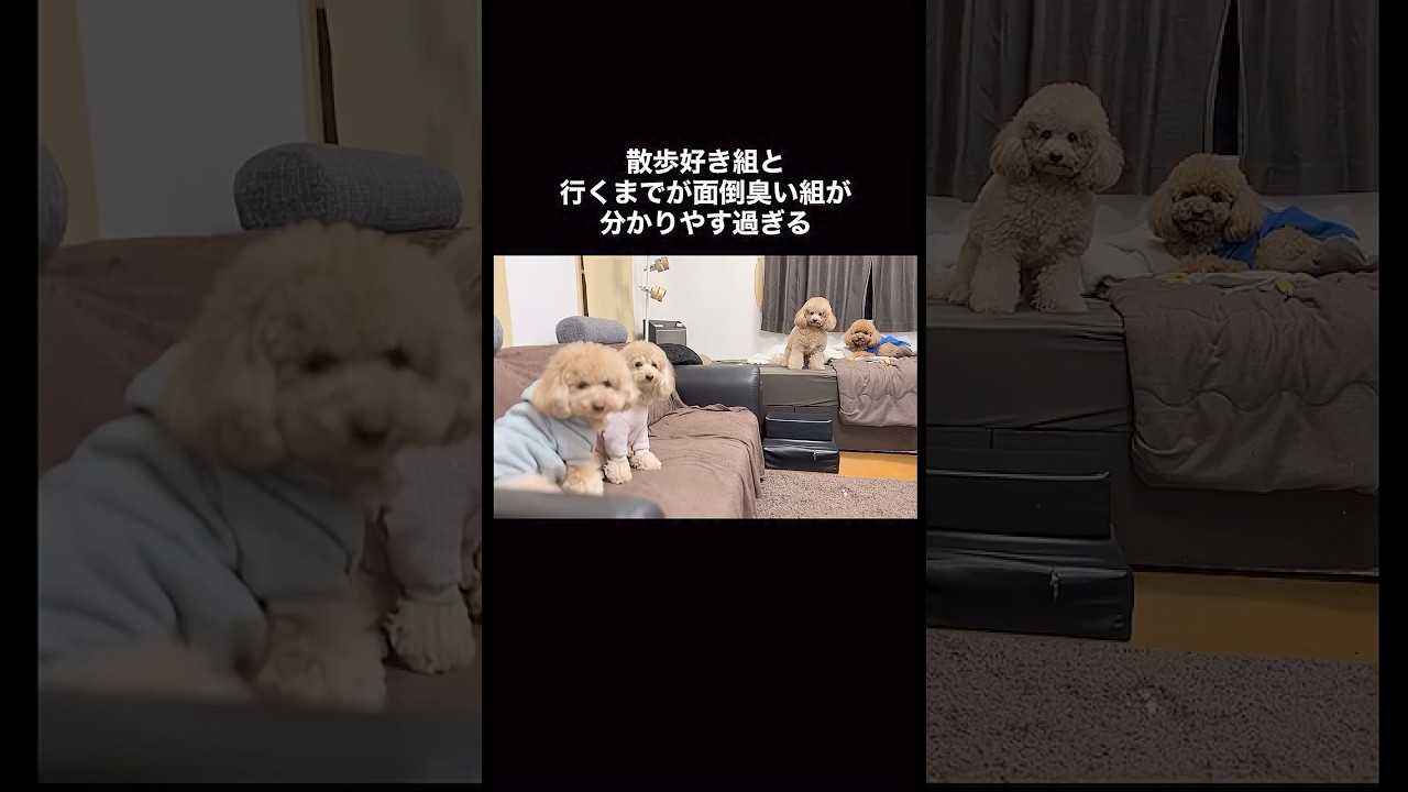 散歩が好き組と嫌い組の反応の違い【多頭飼い】　♯shorts