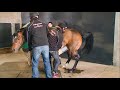 Semen Collection Ground Collection Of A Shy Pony