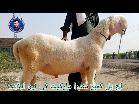 6 January 2026 | Pull qambar goat market update today | Bakra mandi update | inayat Mundra farm