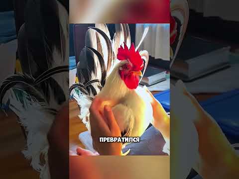 Обычный мешок отходов изменил его жизнь 🐣