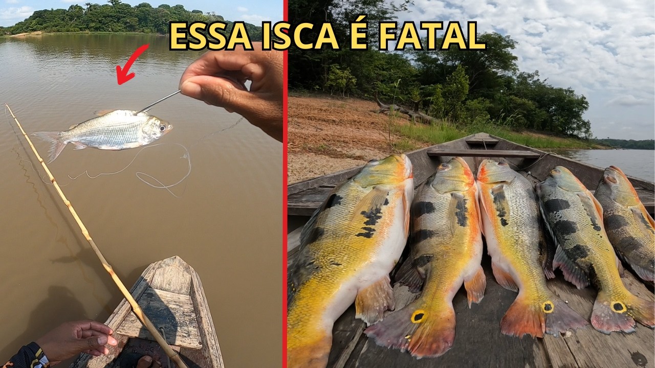 Pescaria de tucunaré gigante no bambu com isca viva é fatal. no Amazonas