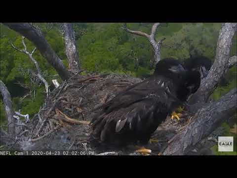 AEF-NEFL Eagle Nest Cam 4/23/20 Jules showing off her beautiful wingspan!