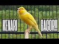 Pancingan Kenari GACOR Panjang Untuk Masteran Kenari PAUD Agar Kenari Diam Agar Bunyi Gacor