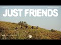 WHY DON'T WE - JUST FRIENDS