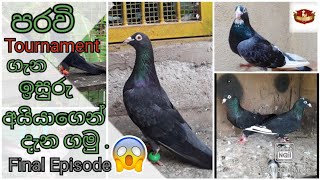 Are you know what is the Pigeon Tournament in Sri 
