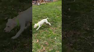 Video preview image #1 Retriever -Unknown Mix Puppy For Sale in Virginia Beach, VA, USA