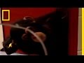 Self-Recognition in Apes - YouTube