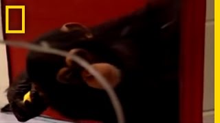 Researchers set up tests to show that great apes can recognize themselves in the mirror Human apes