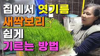 엿기름, 새싹보리 이렇게 하면 집에서 아주쉽게 기를수 있습니다 겉보리 엿기름 새싹보리 판매