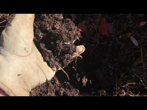 Compost and worms!! Encore azaleas