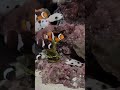 Clowns have all the right moves