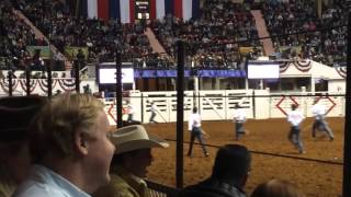 Fort Worth Stock Show and Rodeo calf scramble