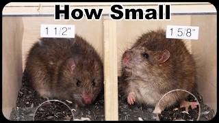 How Small Of Hole Can A Rat Squeeze Through ?  Smaller Than I Thought. Mousetrap Monday