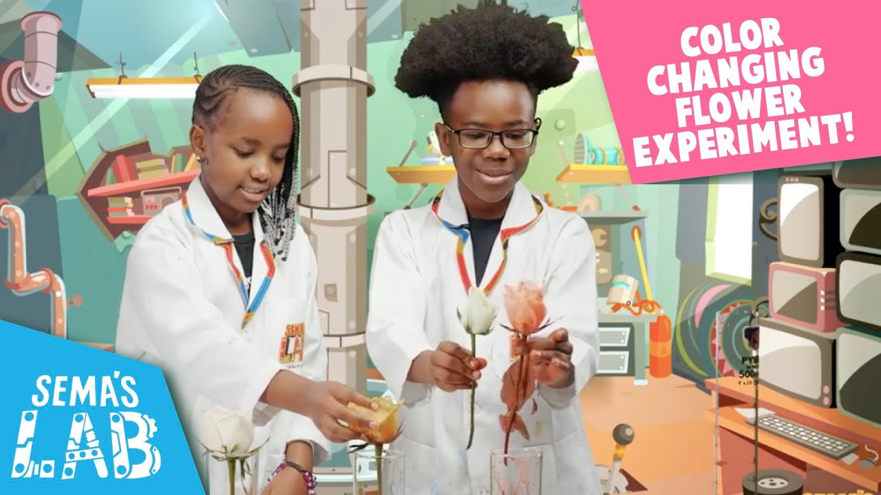 Color Changing Flower Experiment | Science Experiments For Kids | Sema's Lab