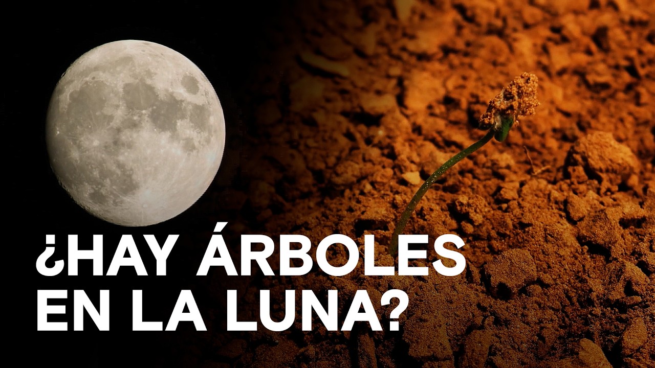 El misterio de la roca roja: ¿Hay árboles en la Luna? 🌖🌲 - Cosas extrañas de la historia
