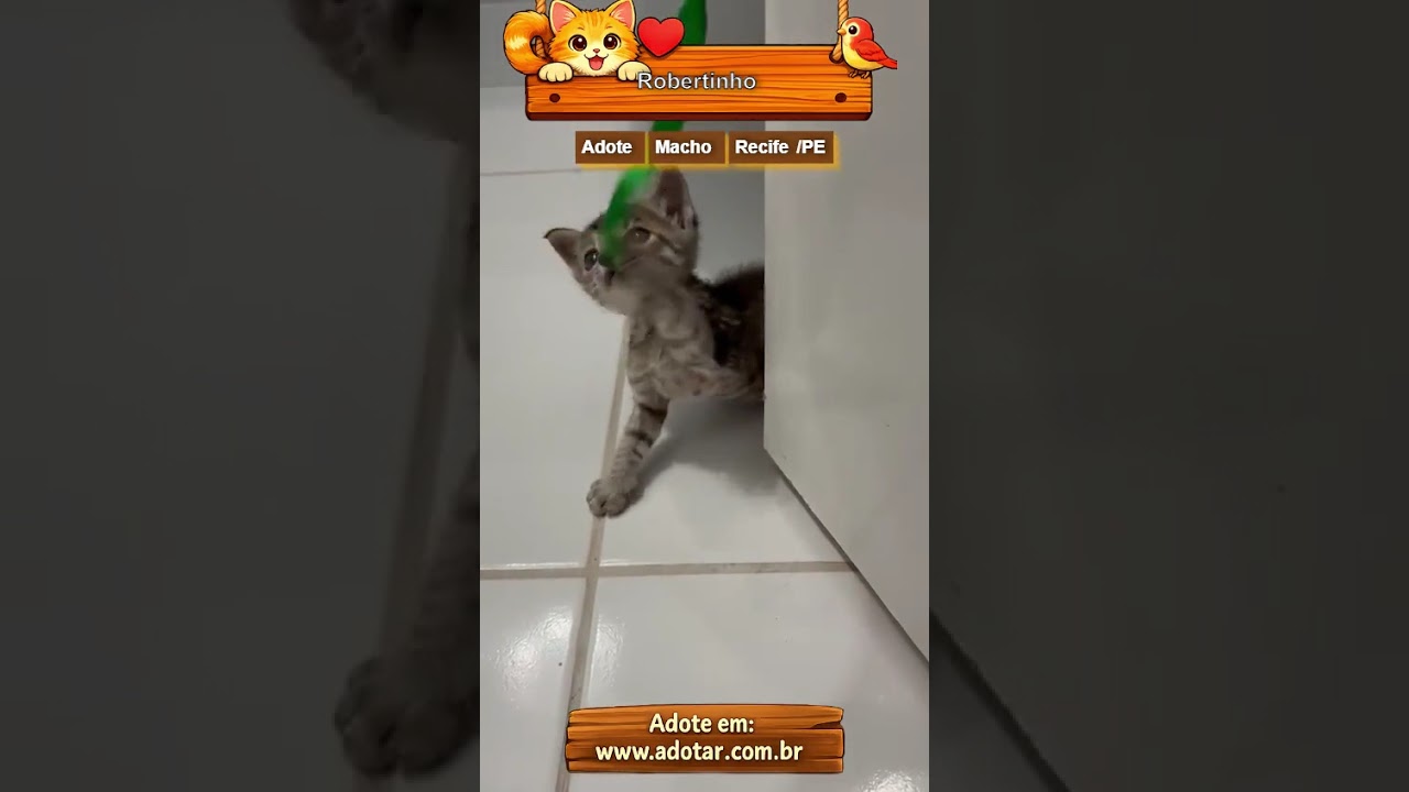 Gato raça SRD-ViraLata idade Abaixo de 2 meses nome Robertinho