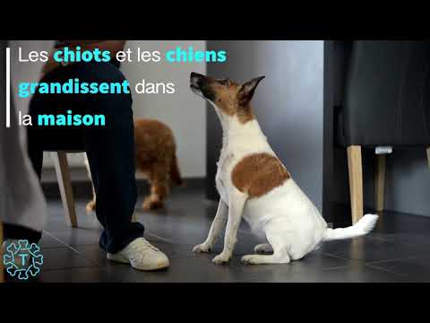 TIPAW | Les Belles Di Maggio | Elevage de Fox-terrier à poil lisse
