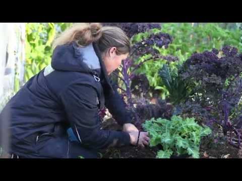 Att övervintra kål -så här gör du!