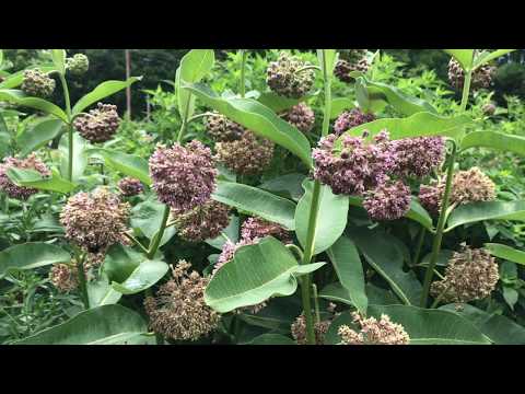 Learn to Grow: Common milkweed