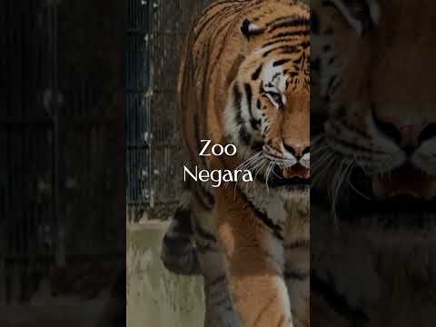 YanuHills - Teaser Video 7