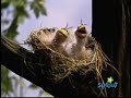 Classic Sesame Street The Sounds That S In The Air Full Version
