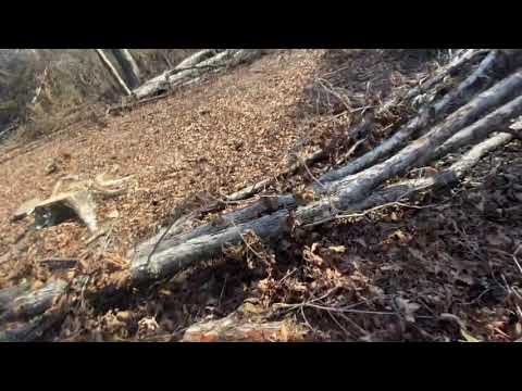 Cutting firewood, testing stihl 391 with 20 inch bar.