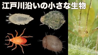 江戸川沿いの小さな生物 (2020年07月)