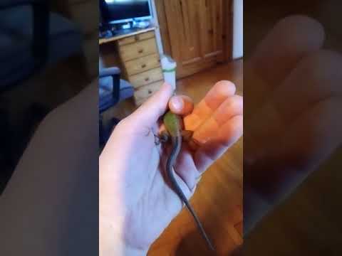 European Green Lizard