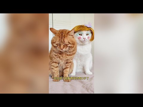 兩隻流浪貓天天吵架，被人收養後被迫成了相看兩厭的兩口子