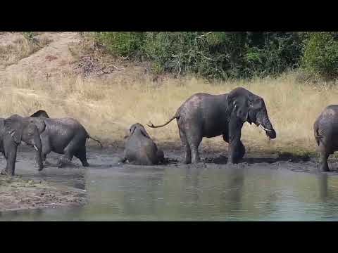 Djuma: Elephant herd with wee ones - 14:52 - 04/05/19