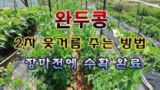 [텃밭농부 1,879]  완두콩밭에 2차 웃거름 주는 방법. 장마가 오기전에 수확. #완두콩재배
