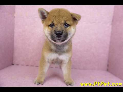 07/11赤色柴犬母幼犬